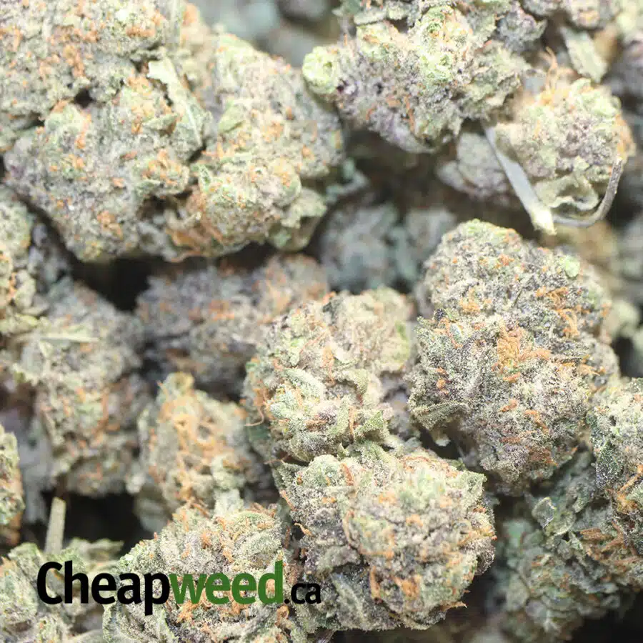 GM X HIGH OCTANE 1 I $79 Oz - California Dream