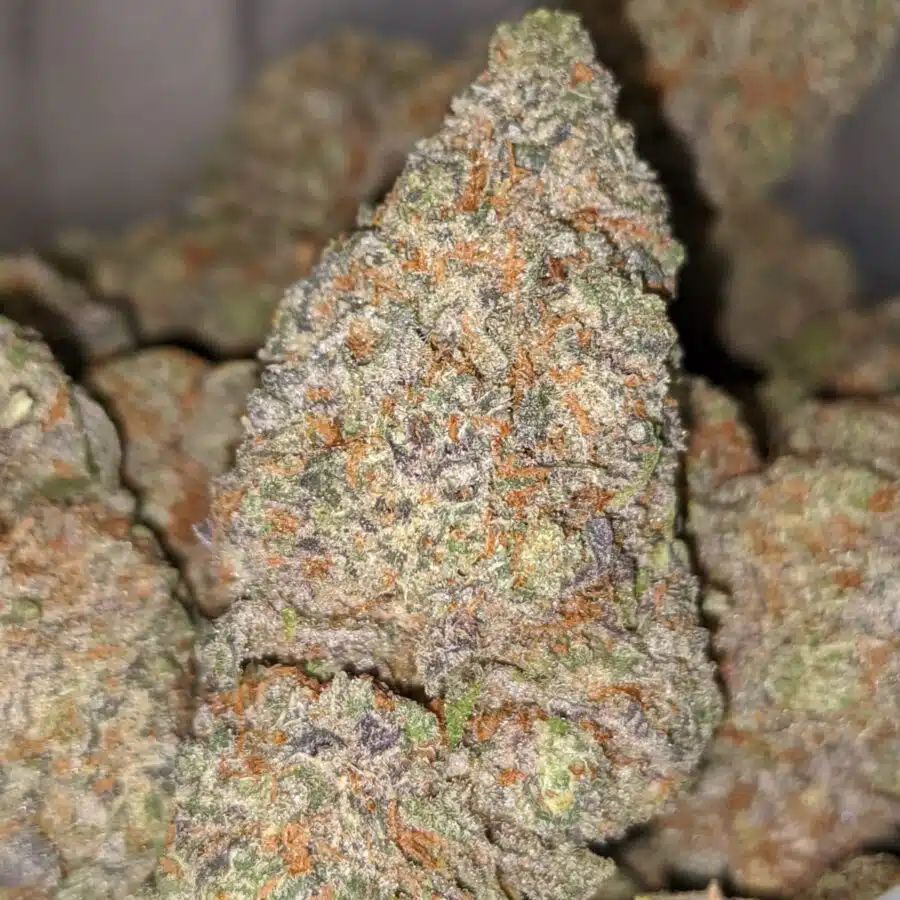 GRAPE CRUSH DOD 2 1 I Grape Crush - *Deal of the Day*