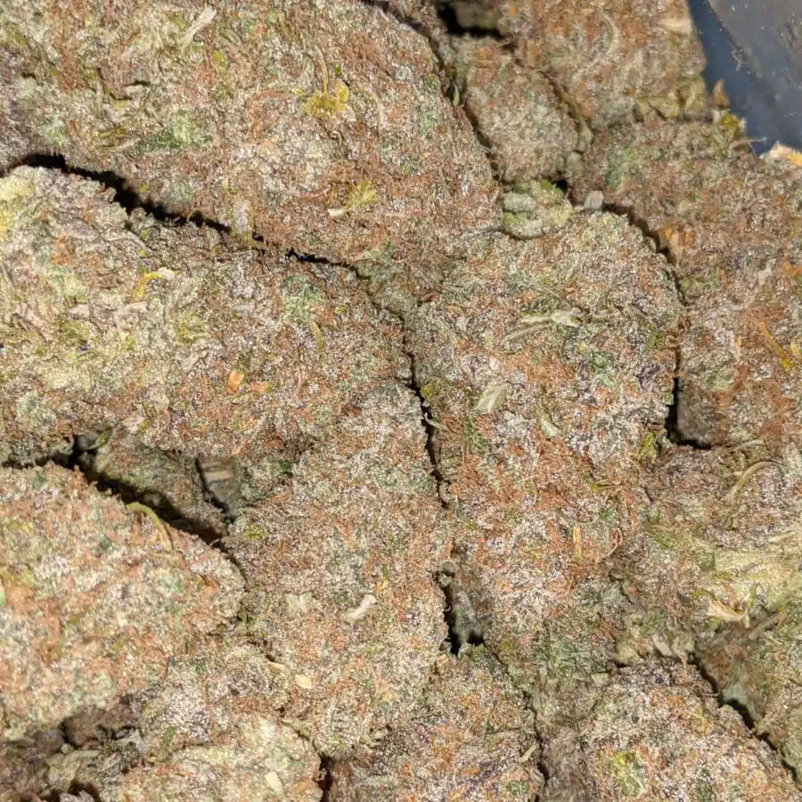 GRAPEFRUIT 1 I $59 Oz - Grapefruit