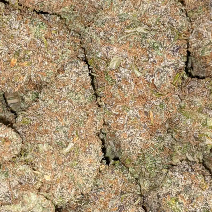 GRAPEFRUIT 3 I $59 Oz - Grapefruit