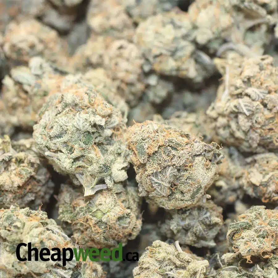 GREEN CHEESE 1 I Green Cheese - *Deal of the Day*