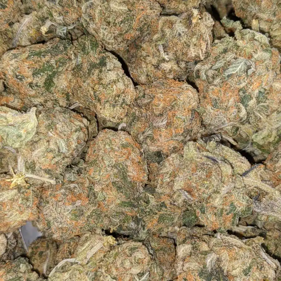 GREEN CHEESE DOD 1 I Green Cheese - *Deal of the Day*