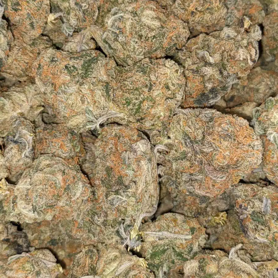 GREEN CHEESE DOD 2 I Green Cheese - *Deal of the Day*