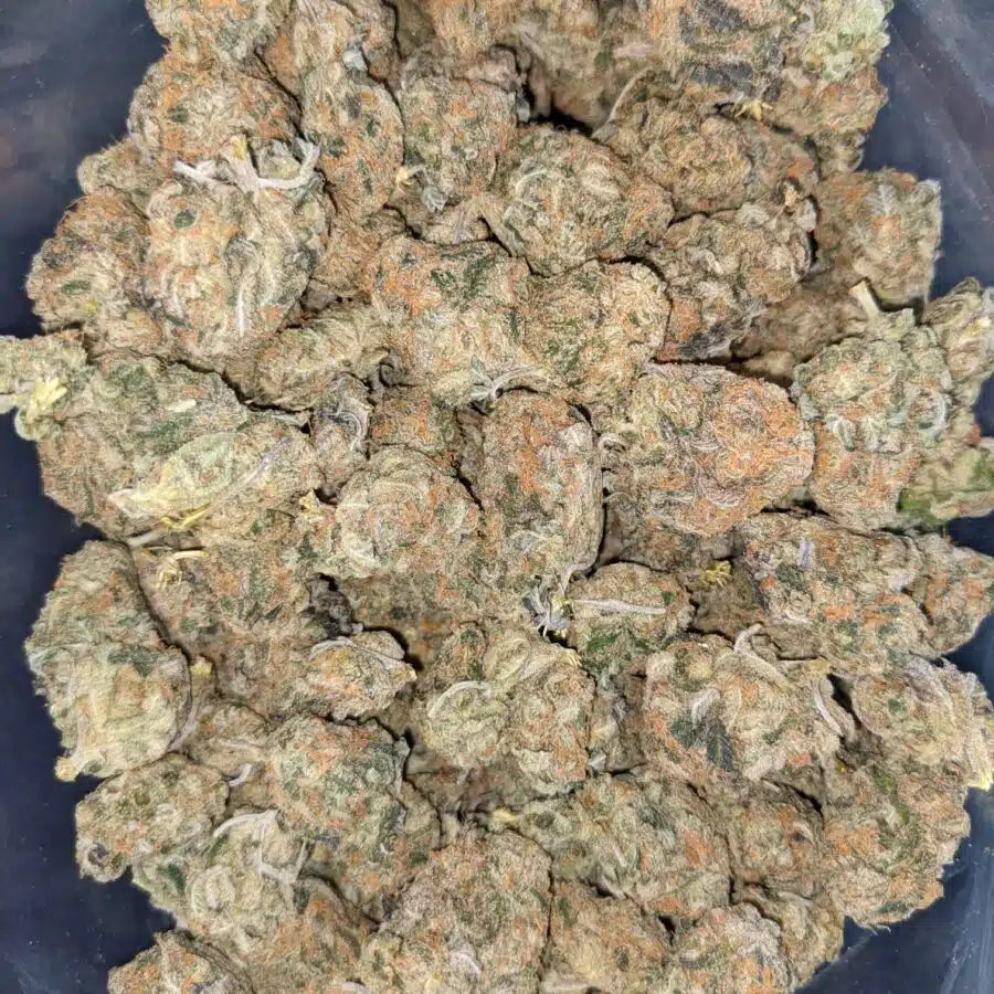 GREEN CHEESE DOD 3 I Green Cheese - *Deal of the Day*