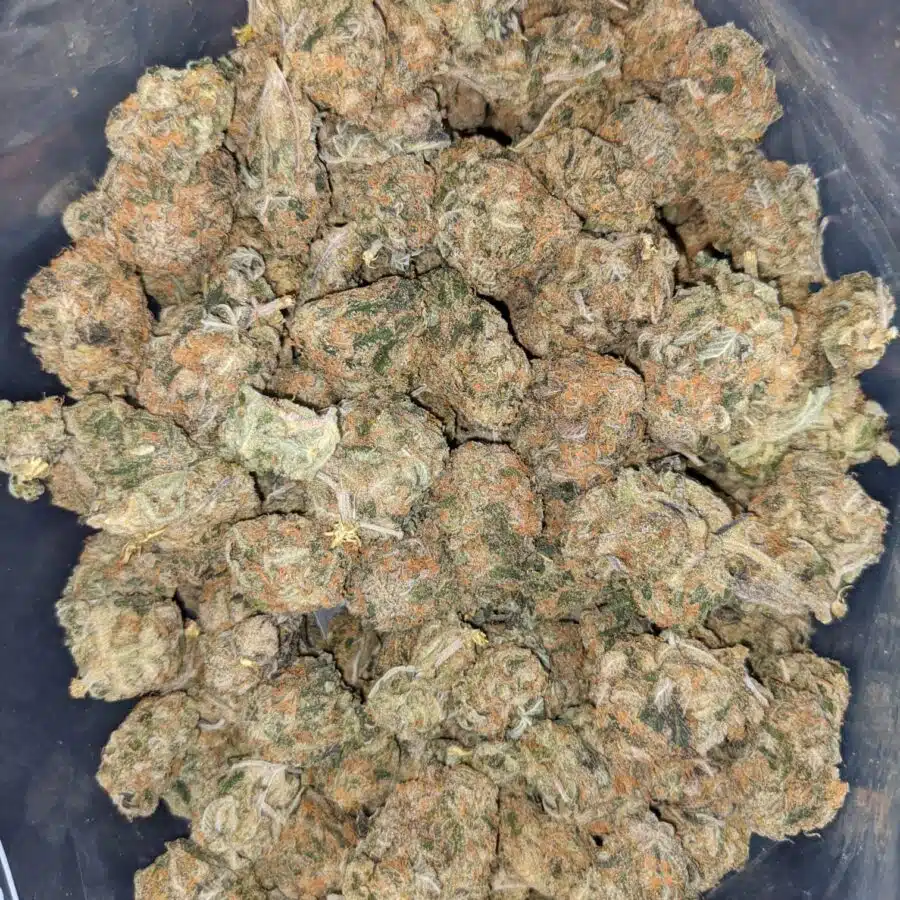 GREEN CHEESE DOD 4 I Green Cheese - *Deal of the Day*