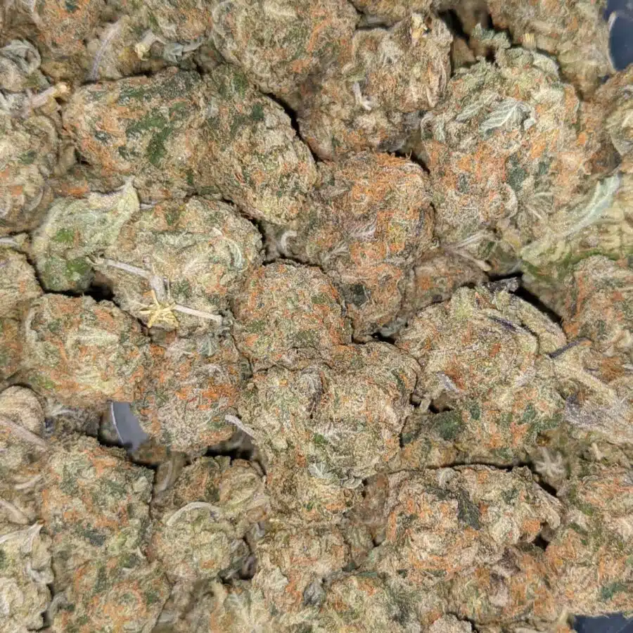 GREEN CHEESE DOD 5 I Green Cheese - *Deal of the Day*