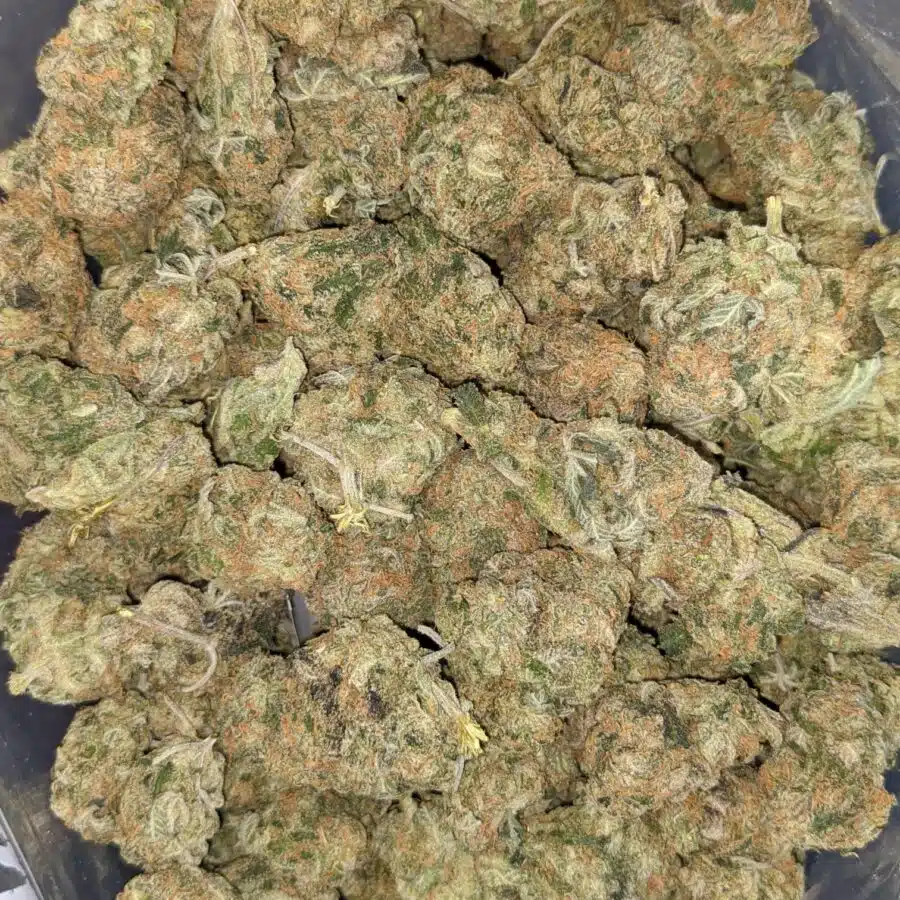 GREEN CHEESE DOD 6 I Green Cheese - *Deal of the Day*