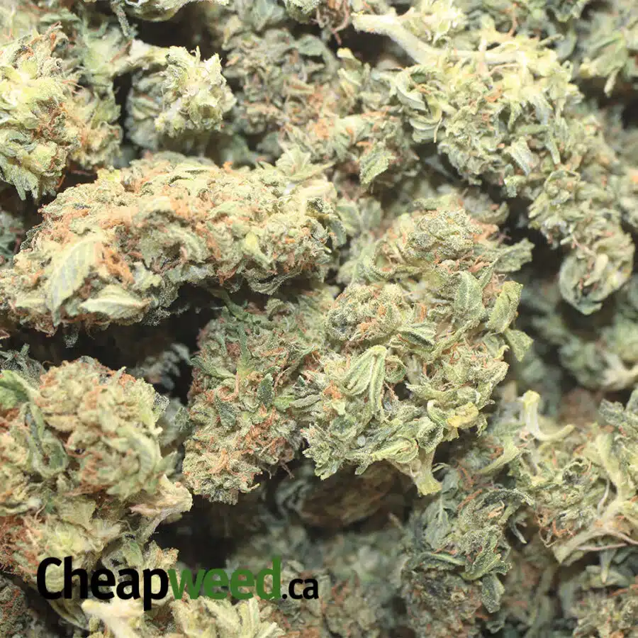 HINDU AA 1 I $69 Oz - Hindu Kush