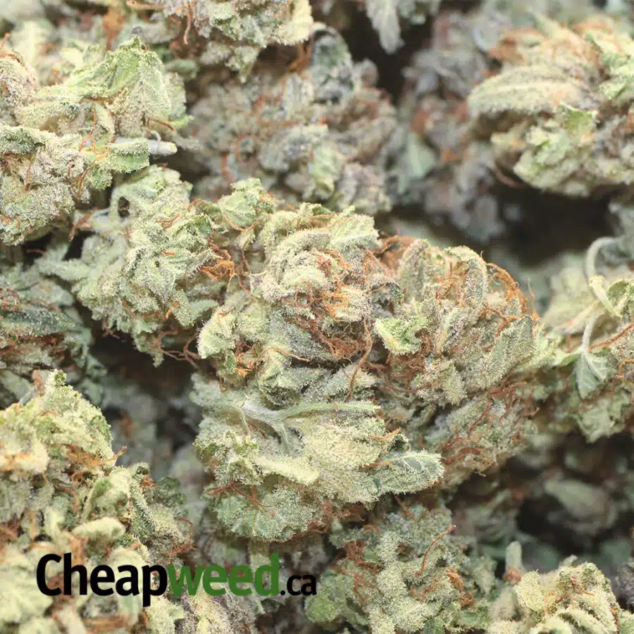 LYCHEE 3 I Lychee 26.88% THC