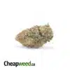 $119 Oz - Orange Cookies