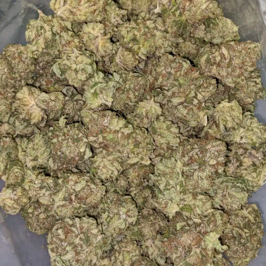PINK CHAMPAGNE 2 I Pink Champagne