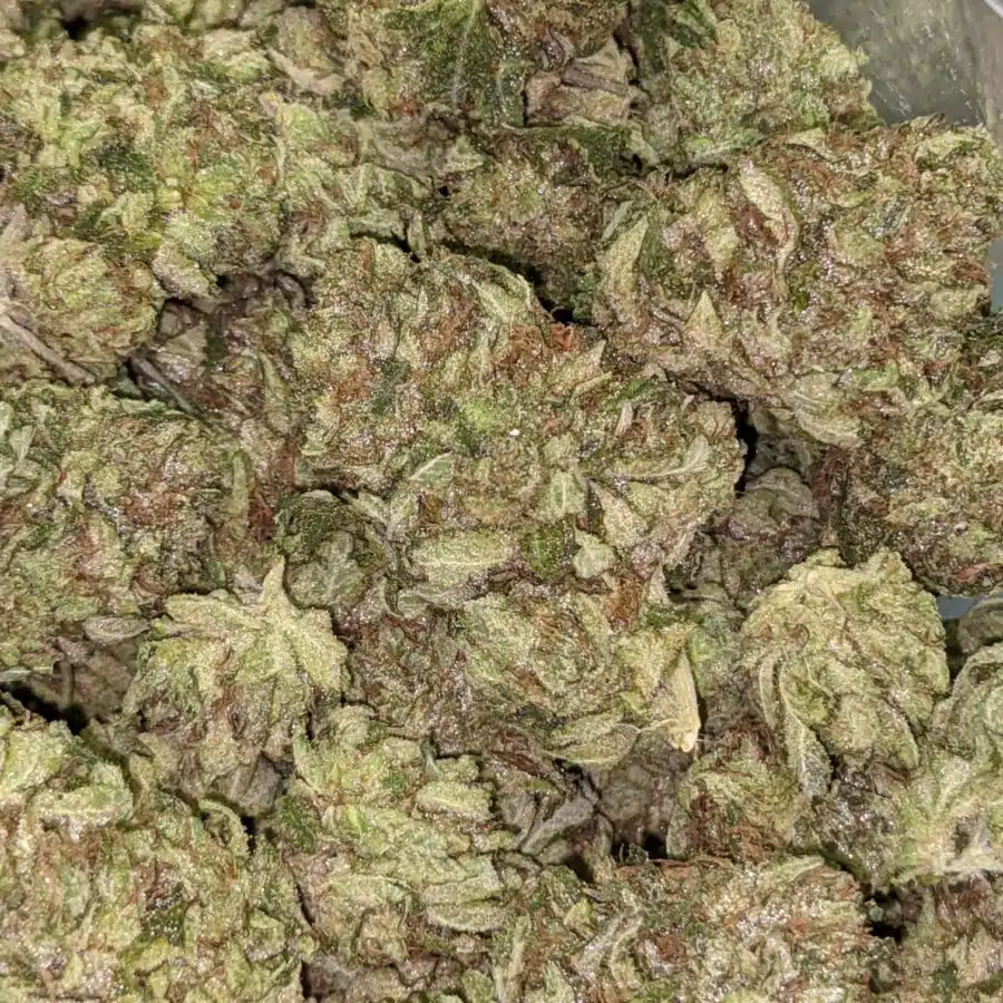 PINK CHAMPAGNE 3 I Pink Champagne