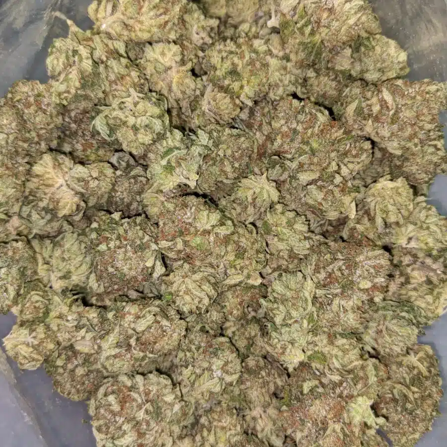 PINK CHAMPAGNE 4 I Pink Champagne
