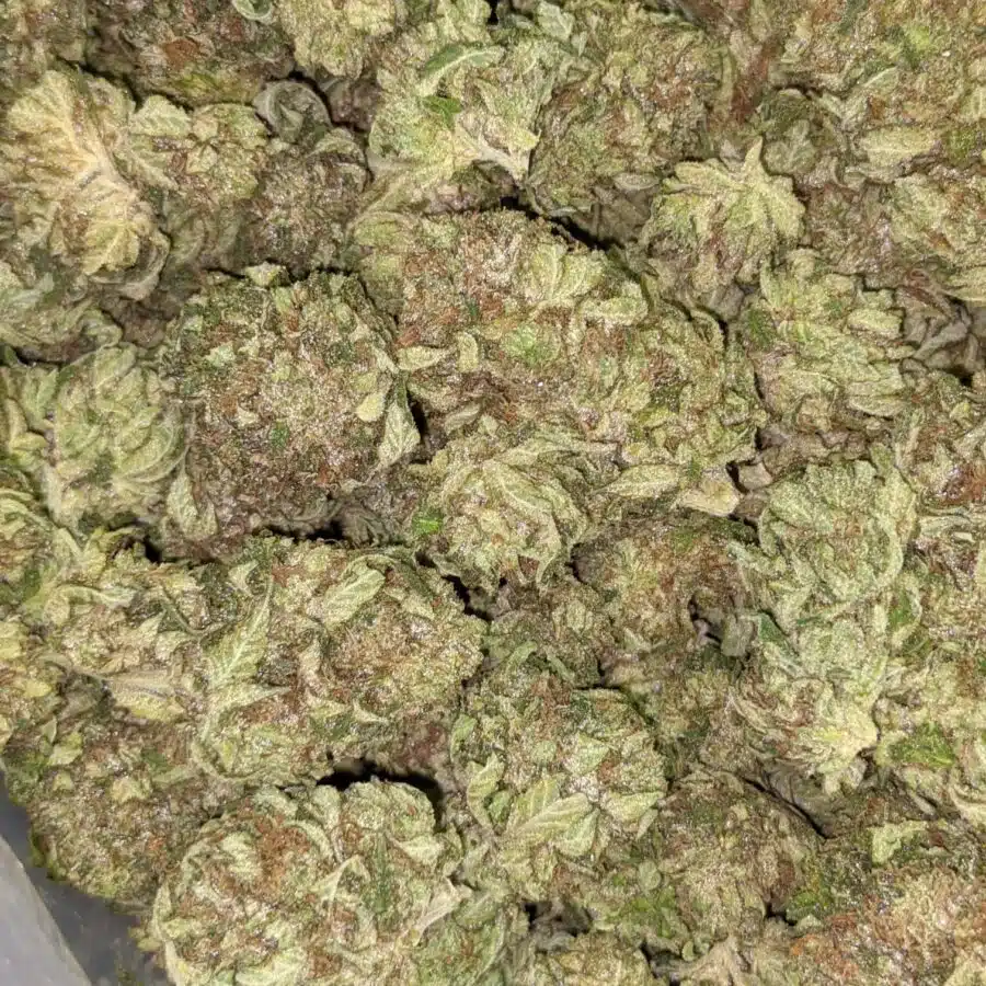 PINK CHAMPAGNE 5 I Pink Champagne