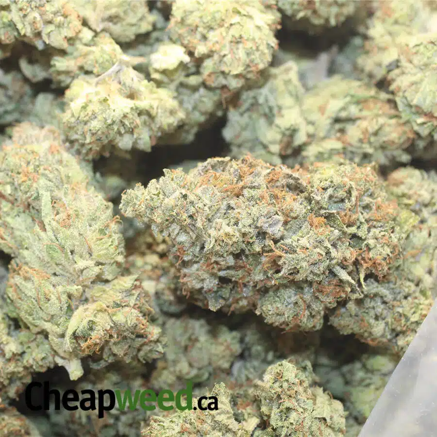 PINK CHEMDAWG 1 I $109 Oz - Pink Chemdawg