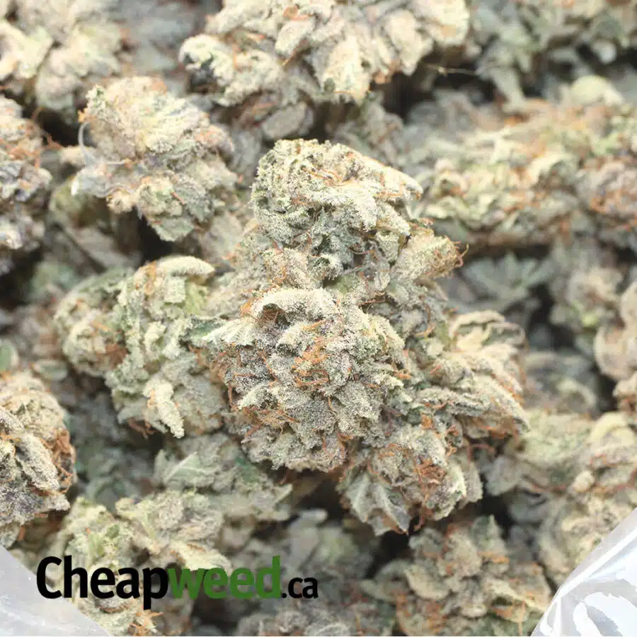 PURPLE BUDDHA 1 I $99 Oz - Purple Buddha