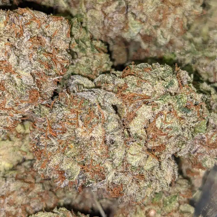PURPLE JEDI KUSH 4 I $99 Oz - Purple Jedi Kush