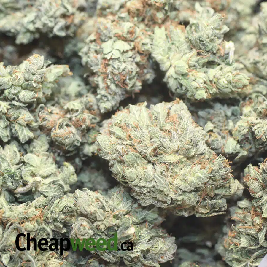 SUPER KUSH 1 I Super Kush