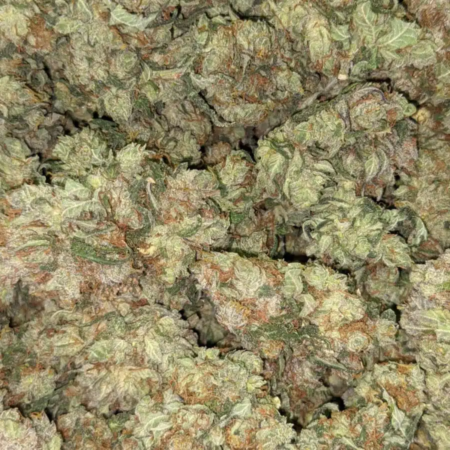 SUPER KUSH 5 I Super Kush