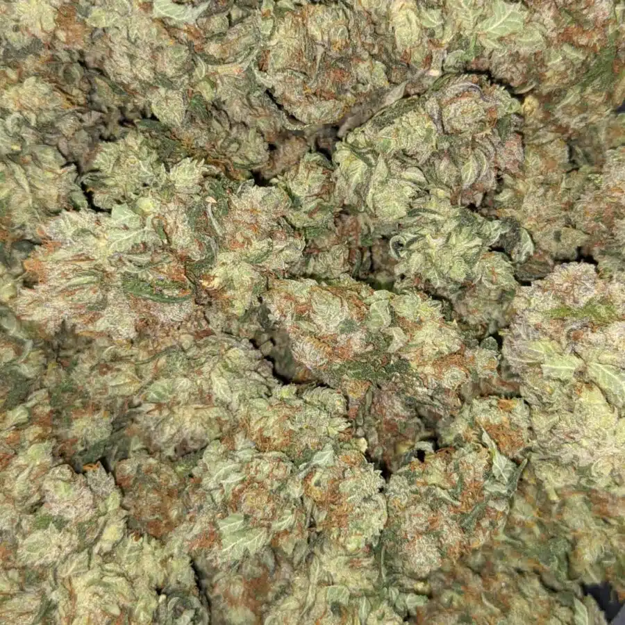 SUPER KUSH 7 I Super Kush