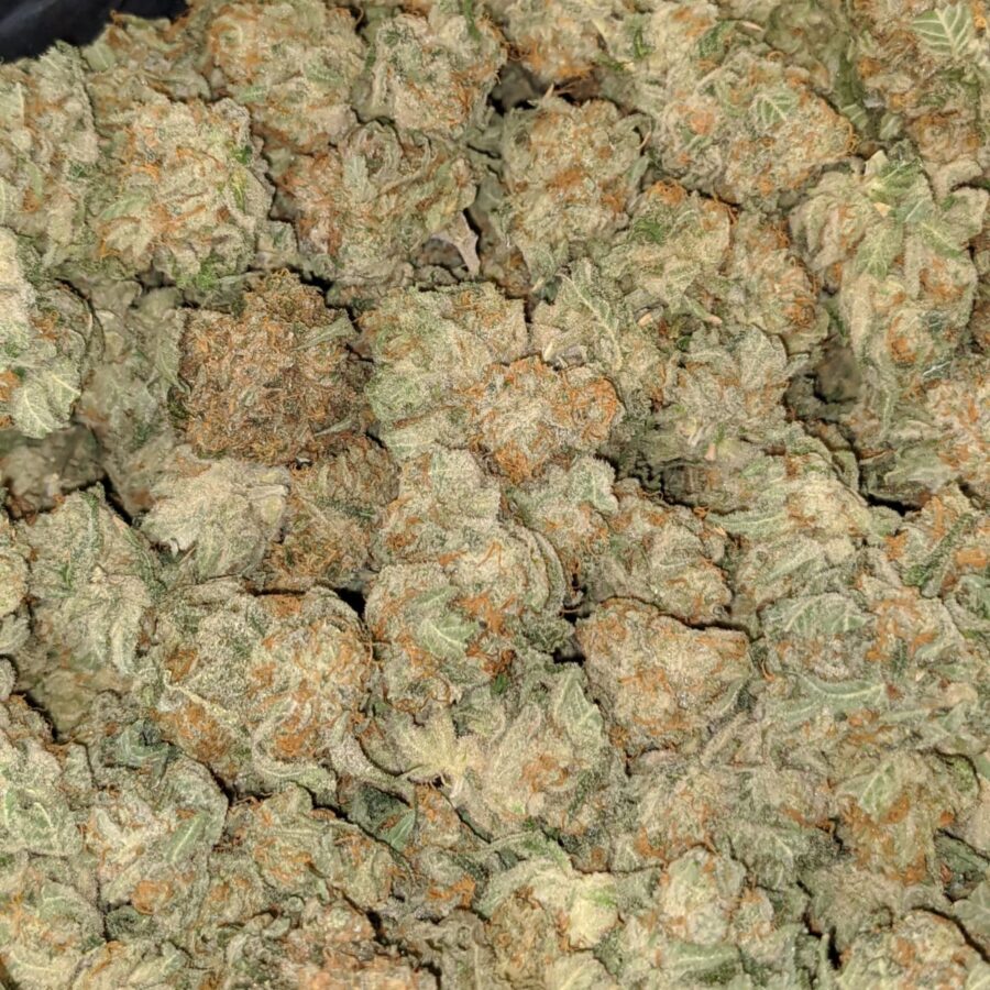 Snow White - Image 9