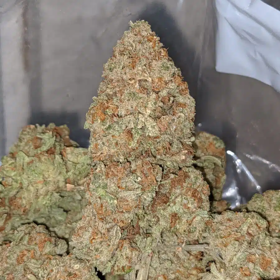 blue magoo 1 1 I Blue Magoo