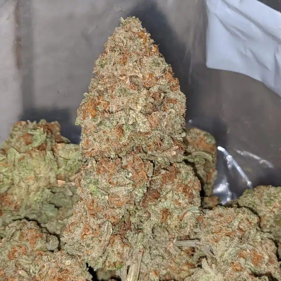 blue magoo 2 1 I Blue Magoo