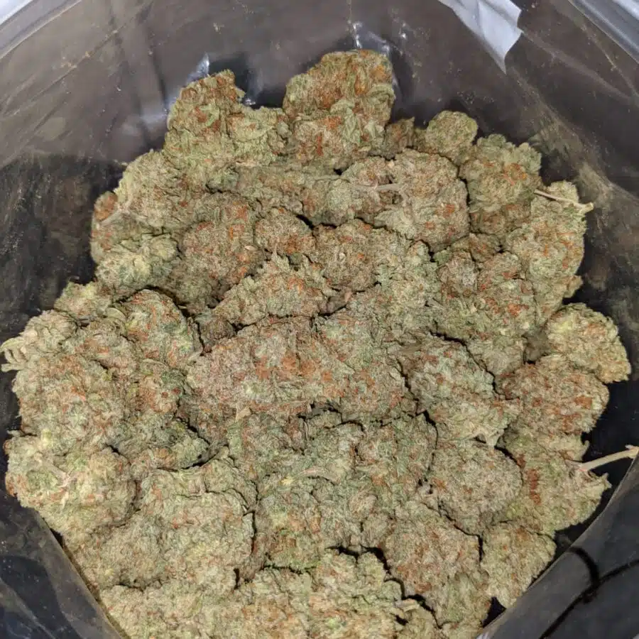 blue magoo 3 1 I Blue Magoo