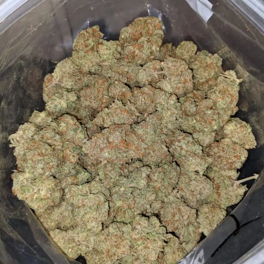 blue magoo 4 1 I Blue Magoo