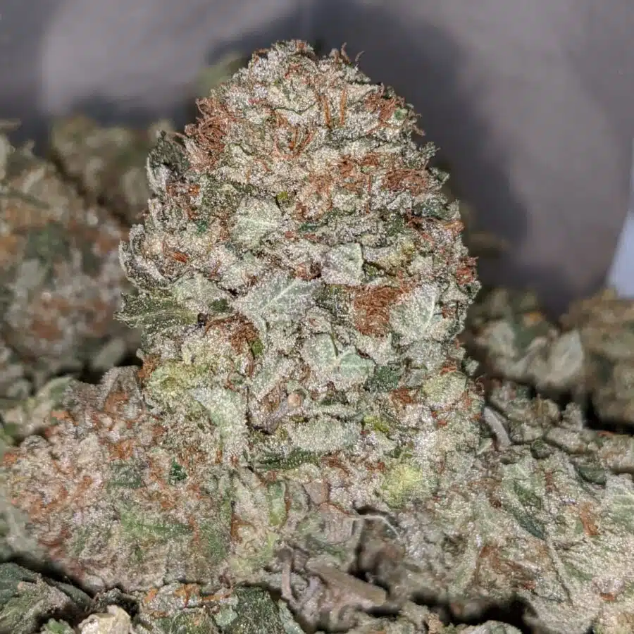 g 13 aaa 2 I G-13 AAA