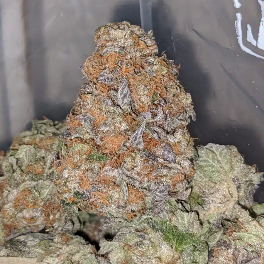 purple afghan kush 1 I Purple Afghan Kush