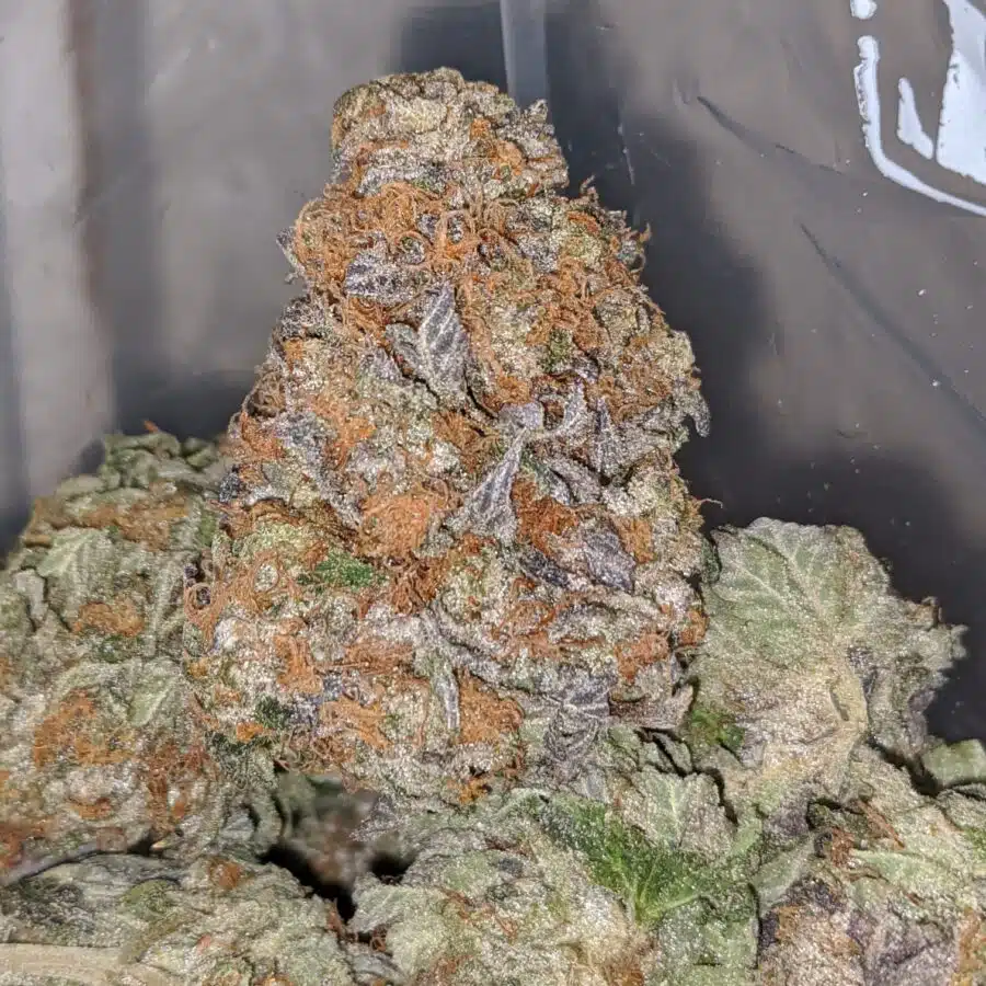 purple afghan kush 2 I Purple Afghan Kush