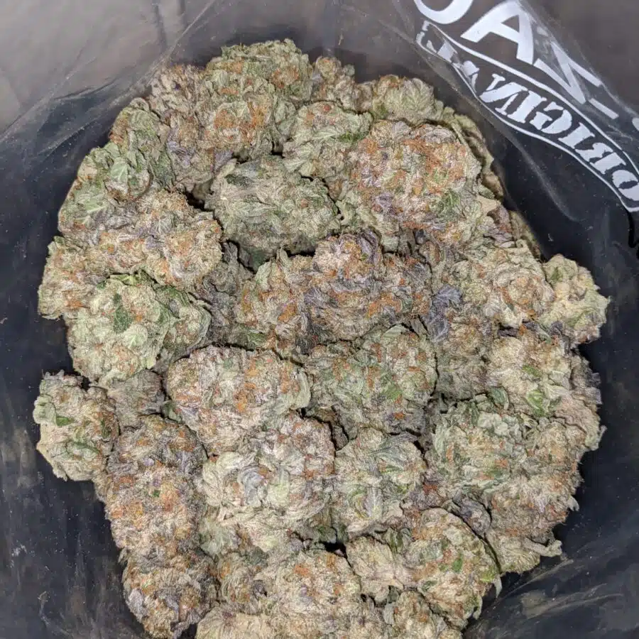 purple afghan kush 4 I Purple Afghan Kush
