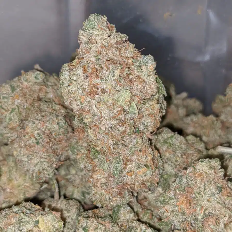 sunshine sherbet 1 I Sunshine Sherbert