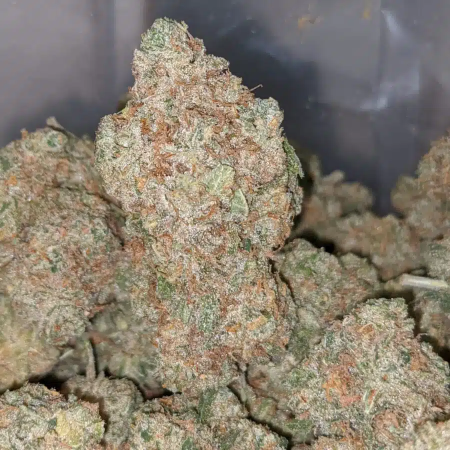 sunshine sherbet 2 I Sunshine Sherbert