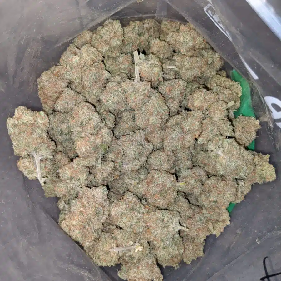 sunshine sherbet 3 I Sunshine Sherbert