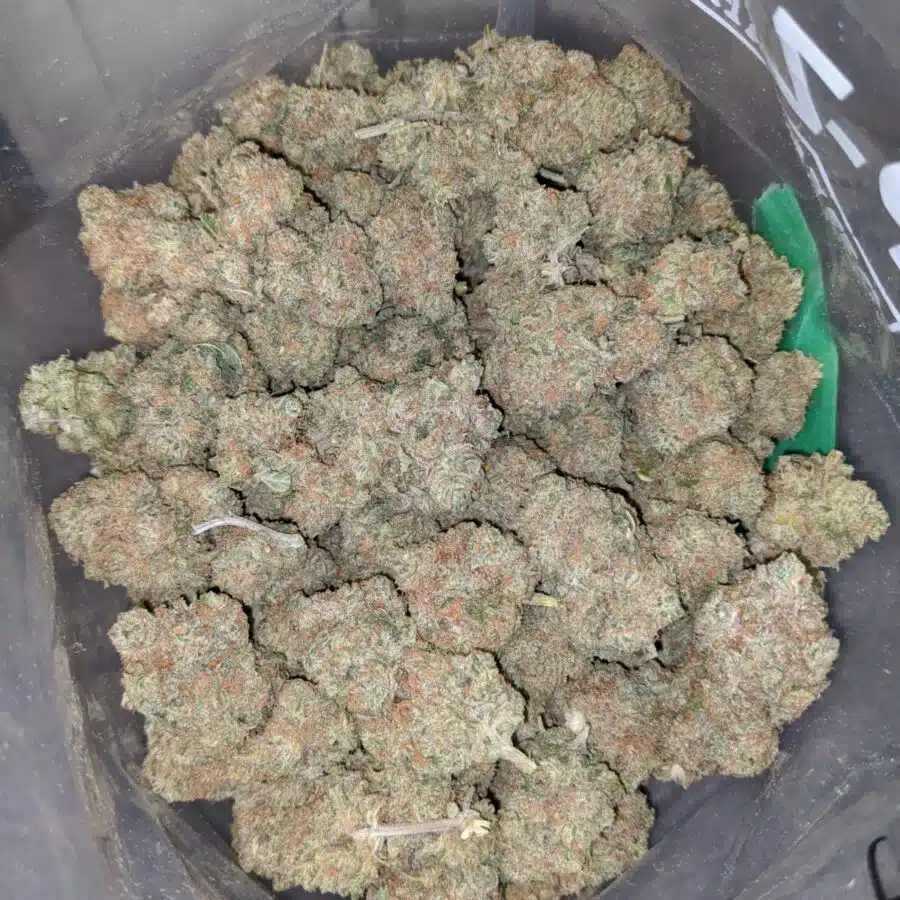 sunshine sherbet 4 I Sunshine Sherbert