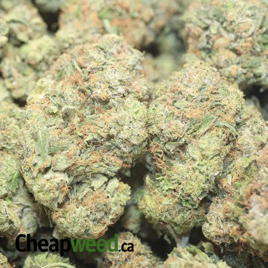 109 COMATOSE 1 I $109 Oz - Comatose