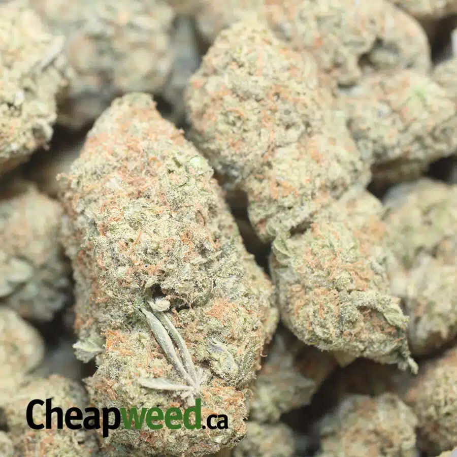 109 SHERBERT 1 I $69 Oz - Sherbet