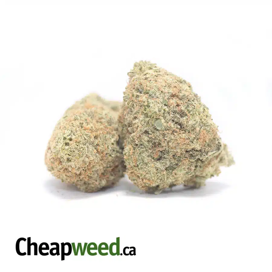 109 SHERBERT 3 I $69 Oz - Sherbet