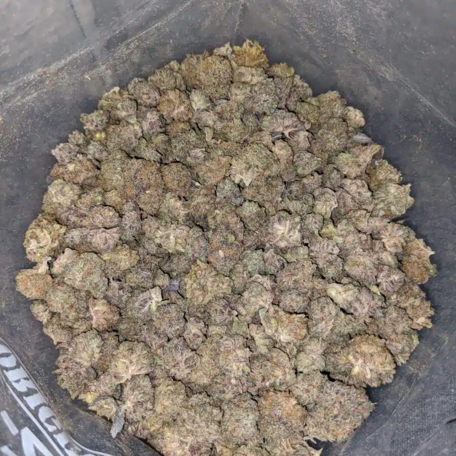 39 mendo breath smalls 4 I $39 Oz - Mendo Breath (Smalls)