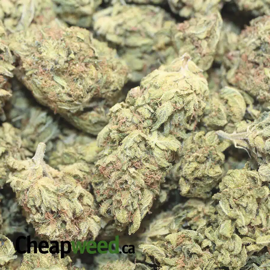 99 PINK CHAMPAGNE 1 I $107 Oz - Pink Champagne AAA