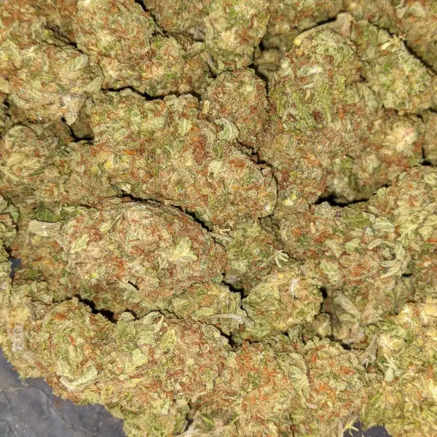 AA BULK PAPAYA PUNCH 1 I Papaya Kush - Deal of the Day