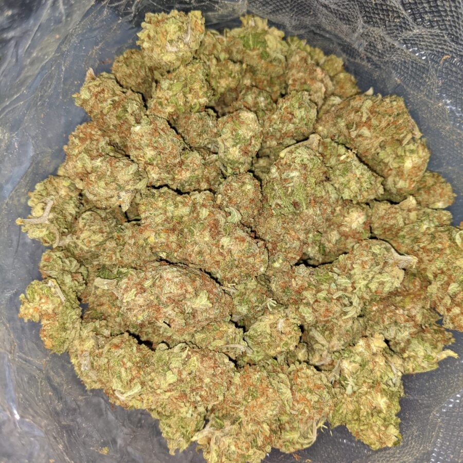 Papaya Kush - Deal of the Day - Image 5