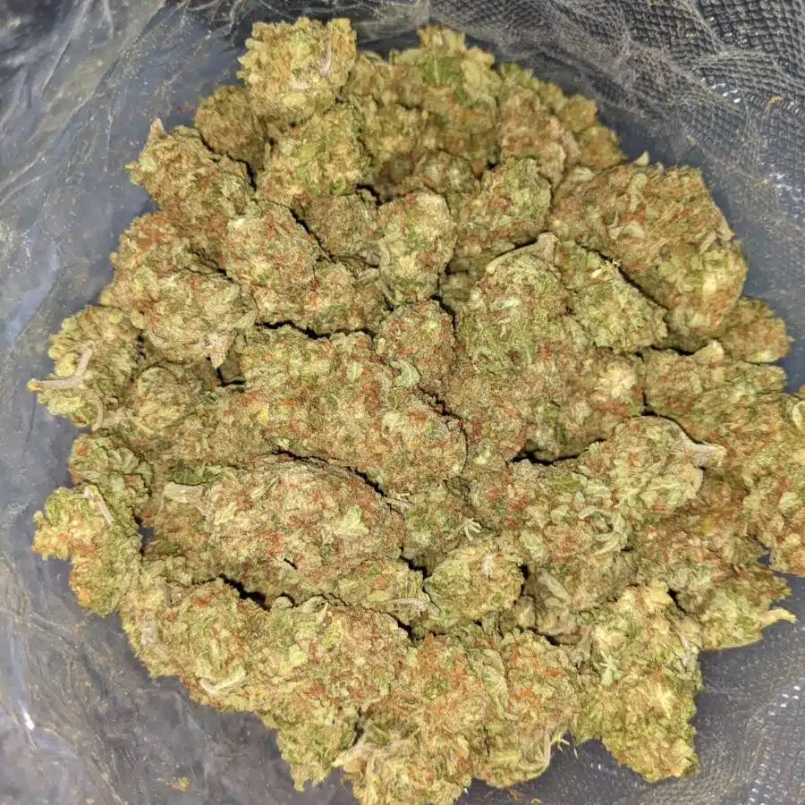 AA BULK PAPAYA PUNCH 2 I Papaya Kush - Deal of the Day