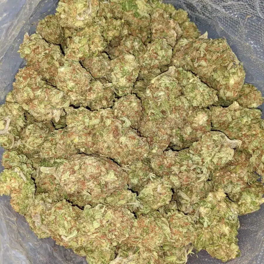 AA BULK PAPAYA PUNCH 3 I Papaya Kush - Deal of the Day