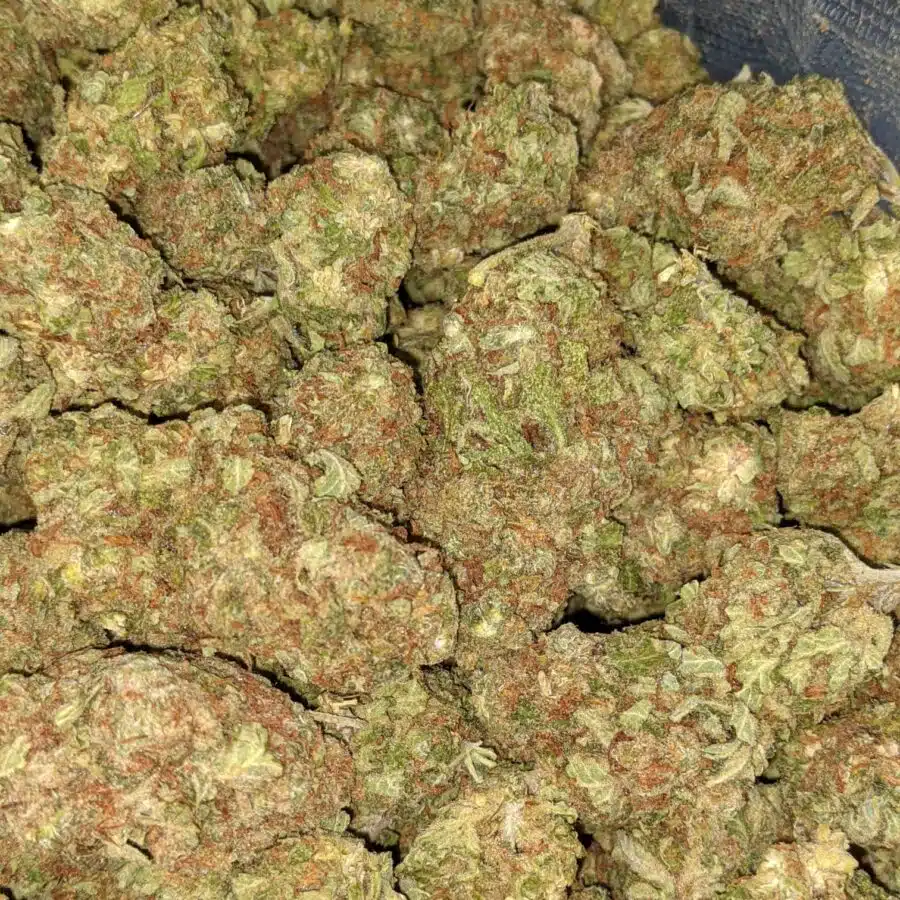 AA BULK PAPAYA PUNCH 4 I Papaya Kush - Deal of the Day