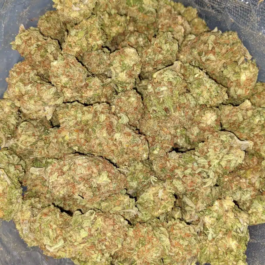 AA BULK PAPAYA PUNCH 5 I Papaya Kush - Deal of the Day