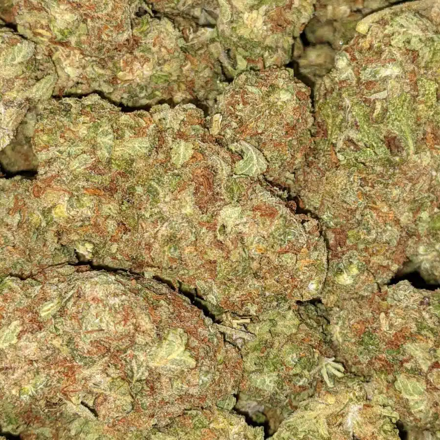 AA BULK PAPAYA PUNCH 6 I Papaya Kush - Deal of the Day