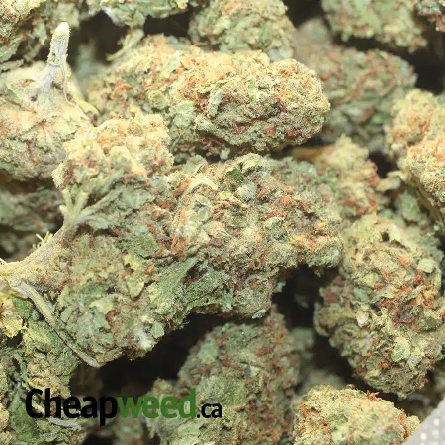 AA PAPAYA PUNCHG 1 I Papaya Kush - Deal of the Day